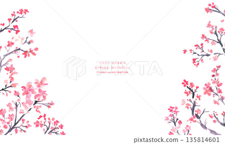水彩畫。日式櫻花插畫，以水彩筆觸繪製。梅花矢量圖。 135814601