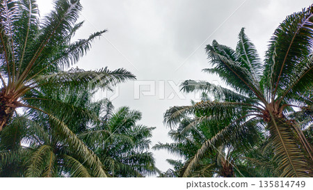 Wide View of Mature Oil Palm Trees and Cloudy Sky Wide View of Mature Oil Palm Trees and Cloudy Sky 135814749