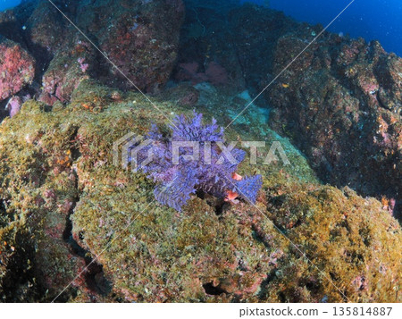 Underwater photo of a purple scorpionfish, a mysterious sea creature (copy space) Underwater photo of a purple scorpionfish, a mysterious sea creature (copy space) 135814887