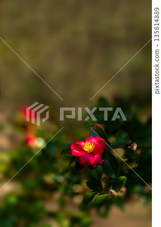 冬天的山茶花 冬天的山茶花 135814889