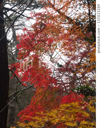 Red and yellow 135815284