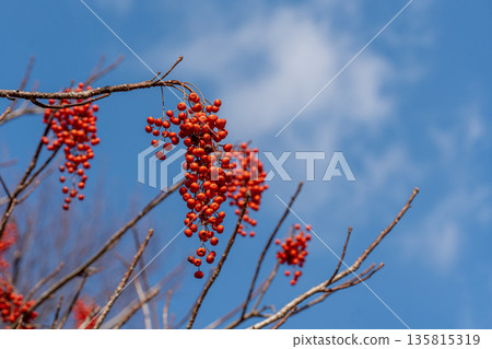 仲冬時節的紅色冬青莓和冬日天空 仲冬時節的紅色冬青莓和冬日天空 135815319