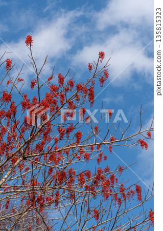 仲冬時節的紅色冬青莓和冬日天空 仲冬時節的紅色冬青莓和冬日天空 135815323