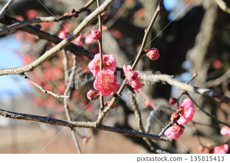紅梅花開始綻放 135815413