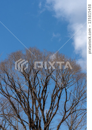 Winter-withered broadleaf tree branches and the winter sky Winter-withered broadleaf tree branches and the winter sky 135815438