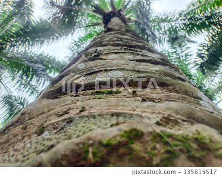 Bottom View of Mature Oil Palm Tree Trunk with Rough Bark Texture and Green Moss 135815517
