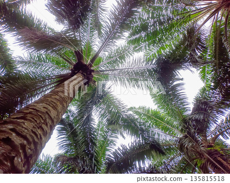 Low Angle View of Oil Palm Tree Canopy and Fronds Against Bright Sky Low Angle View of Oil Palm Tree Canopy and Fronds Against Bright Sky 135815518