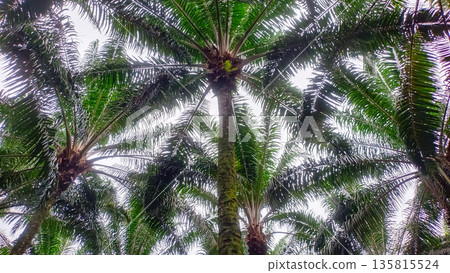 Tall Mossy Oil Palm Trunk Reaching Toward High Canopy Tall Mossy Oil Palm Trunk Reaching Toward High Canopy 135815524