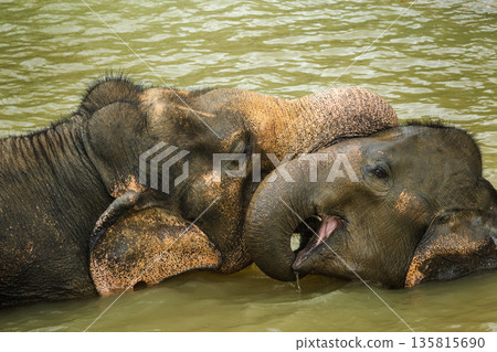 Adult Asian elephant gently resting its trunk over a young elephant while both bathe and swim together in a muddy river in Thailand 135815690