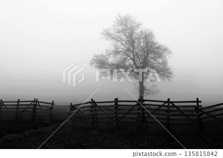 Foggy Road with Bare Trees in Winter. 135815842