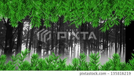 Green tree branches over snowflakes falling over multiple trees on winter landscape Green tree branches over snowflakes falling over multiple trees on winter landscape 135816219