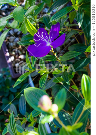Top view of Pleroma urvilleanum, synonym Tibouchina urvilleana in bloom, focus selective 135816316