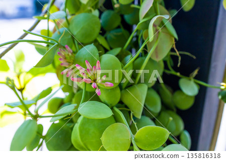 Dischidia vidalii Becc, Kangaroo Pocket or Ant Plant growing with red flower blooming. 135816318
