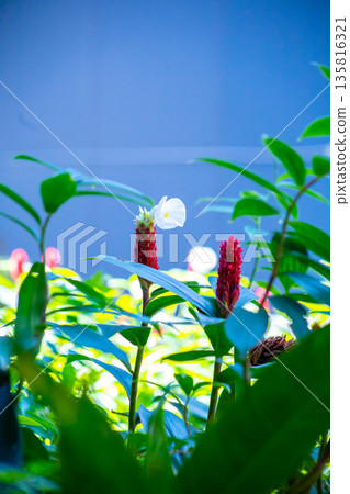 Top view of Costus speciosus or Indian head ginger, spiral ginger, or crepe ginger, focus selective 135816321