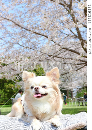 春日陽光下，櫻花盛開，一隻白色吉娃娃犬也沐浴在陽光下。 135816381