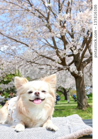 A smiling white Chihuahua under the cherry blossoms 135816386