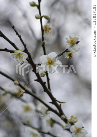 Plum blossoms Plum blossoms 135817183