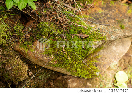 Bright green moss growing across weathered stone in forest 135817471