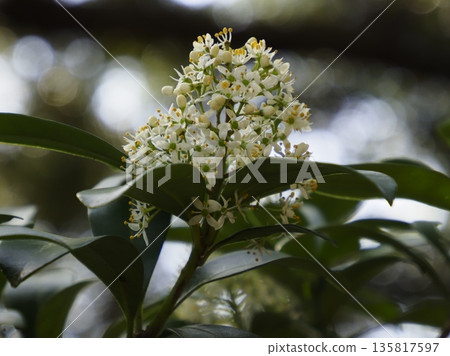 Miyamashikimi之花 Miyamashikimi之花 135817597