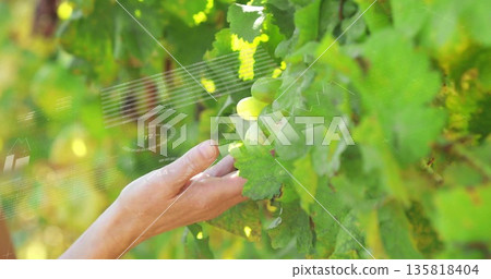 Vineyard worker hands holding cluster of green grapes at vineyard, with overlay charts 135818404