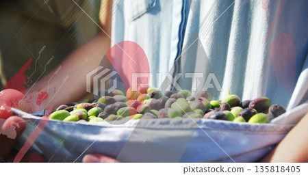 Holding coworkers wearing denim shirts harvesting olives in orchard, pouch brimming green olives Holding coworkers wearing denim shirts harvesting olives in orchard, pouch brimming green olives 135818405