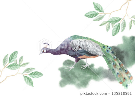 Frame of peacock walking on the grass with the branches of magnolia on the corners. Watercolor illustration. For packaging design, cards, cover, wallpaper, prints, product labels and fabric. Frame of peacock walking on the grass with the branches of magnolia on the corners. Watercolor illustration. For packaging design, cards, cover, wallpaper, prints, product labels and fabric. 135818591