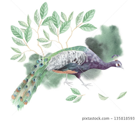 Composition of peacock walking on the grass with the branches of magnolia on the background. Watercolor illustration. For packaging design, cards, cover, wallpaper, prints, product labels and fabric. Composition of peacock walking on the grass with the branches of magnolia on the background. Watercolor illustration. For packaging design, cards, cover, wallpaper, prints, product labels and fabric. 135818593