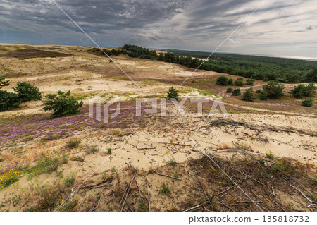Curonian Spit National Park. Zelenogradsk, Kaliningrad Oblast, Russia. Curonian Spit National Park. Zelenogradsk, Kaliningrad Oblast, Russia. 135818732