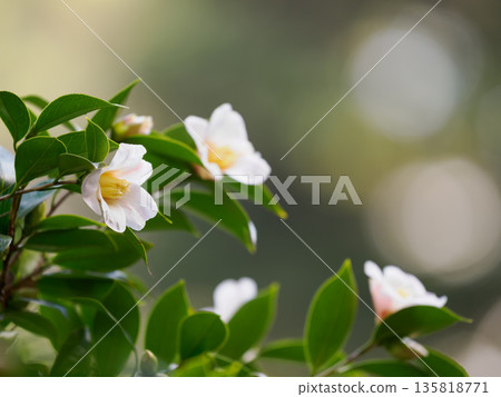 Gentle camellia flower background Gentle camellia flower background 135818771