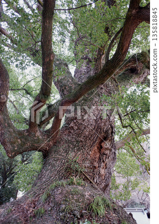 Camphor tree at Itosaki Shrine, Hiroshima Prefecture 135818845