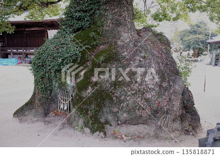 廣島縣糸崎神社的樟樹 廣島縣糸崎神社的樟樹 135818871