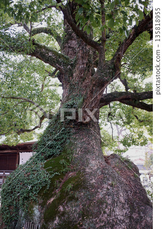 Camphor tree at Itosaki Shrine, Hiroshima Prefecture Camphor tree at Itosaki Shrine, Hiroshima Prefecture 135818955