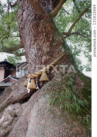 Camphor tree at Itosaki Shrine, Hiroshima Prefecture 135818984