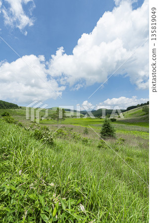Odoriba Marsh in Kirigamine, Suwa City, Nagano Prefecture, in summer 135819049