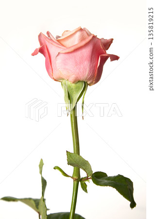 It's a pink rose in full bloom. 135819215