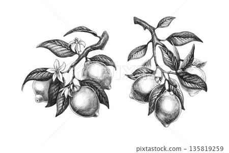 Lemon branch vintage illustration 135819259