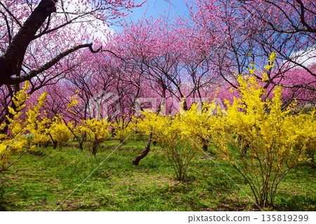 Spring colors shining against the blue sky 135819299