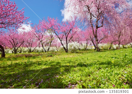 Spring colors shining against the blue sky Spring colors shining against the blue sky 135819301