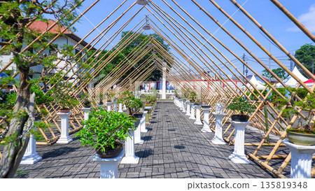 Row of Potted Bonsai Trees Under Bamboo Canopy at Outdoor Art Show 135819348