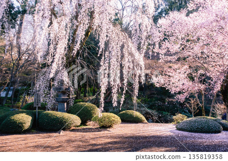 北院寺垂櫻 北院寺垂櫻 135819358