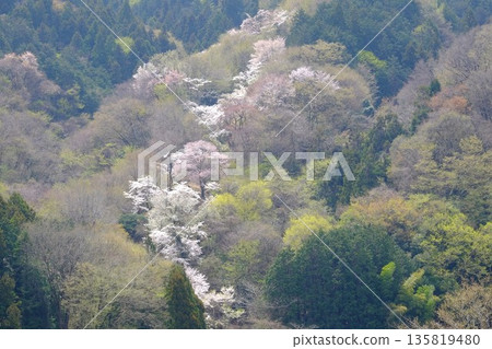 Cherry blossoms blooming on a ridgeline in the spring haze [Tsukui, Sagamihara City, April] 135819480