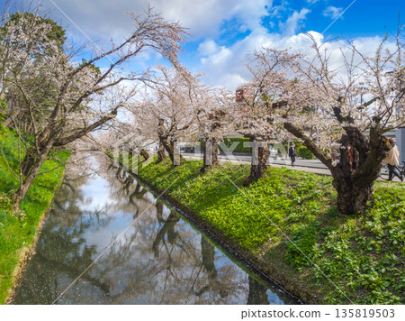 Cherry blossom trees in full bloom reflecting on the surface of the outer moat under a blue sky (Hirosaki City, Aomori Prefecture) 135819503
