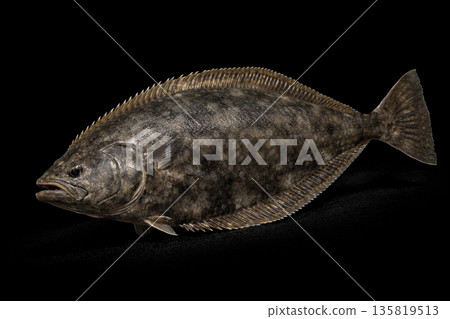 比目魚（鰈魚） 135819513