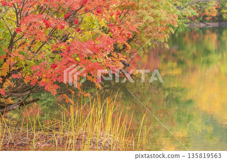 秋葉在池塘反射了 135819563