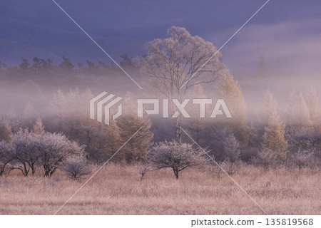 晨霧中的冬樹 135819568