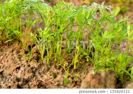 Green carrot shoots with curly leaves grow in a row in a vegetable garden. Green carrot shoots with curly leaves grow in a row in a vegetable garden. 135820131
