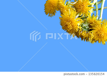 Yellow dandelions on a blue background. Yellow dandelions on a blue background. 135820154