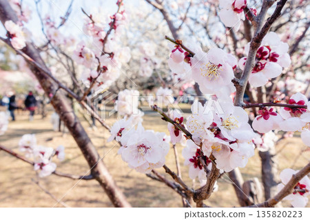 春梅 春梅 135820223