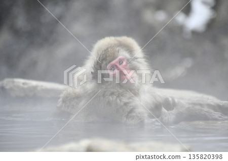 Monkey of the Monkey Park Monkey of the Monkey Park 135820398
