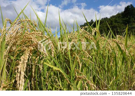 Ear of rice New rice Autumn Ear of rice New rice Autumn 135820644